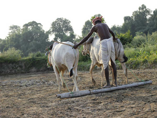 रूरल मैनेजमेंट वर्क प्रोफाइल-
