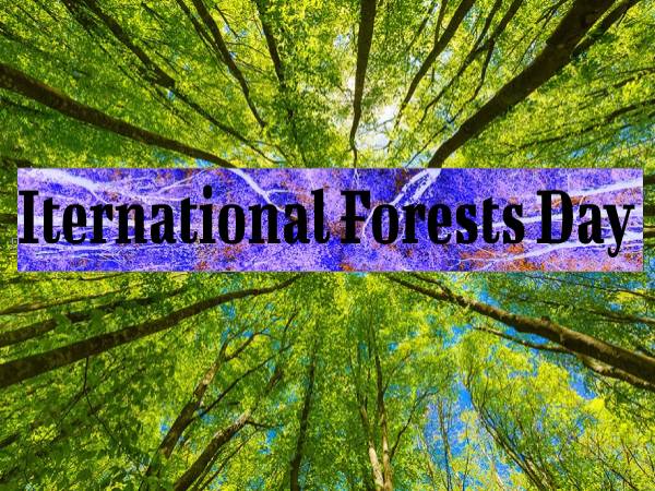International Forests Day 2022 Theme अंतर्राष्ट्रीय वन दिवस की तिथि इतिहास महत्व आदि International Forests Day 2022 Theme अंतर्राष्ट्रीय वन दिवस की तिथि इतिहास महत्व आदि