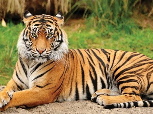 International Tiger Day 2022: रणथंभौर बाघों का गढ़, महाराष्ट्र से भी टाइगर लाएंगे International Tiger Day 2022: रणथंभौर बाघों का गढ़, महाराष्ट्र से भी टाइगर लाएंगे