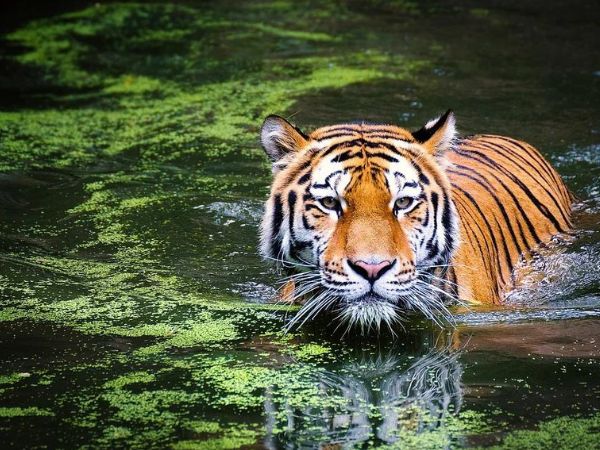 2. भारत में कितने टाइगर रिजर्व हैं?