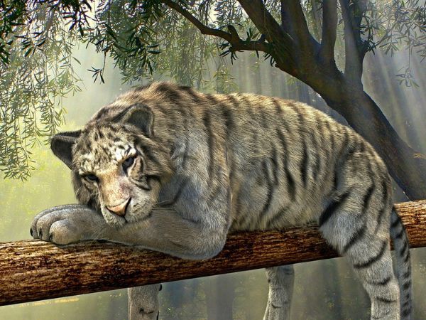 5. भारत का सबसे छोटा टाइगर रिजर्व कौन सा है?